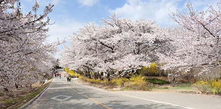 인천 신시모도 (수도권): 바다와 벚꽃의 대비
