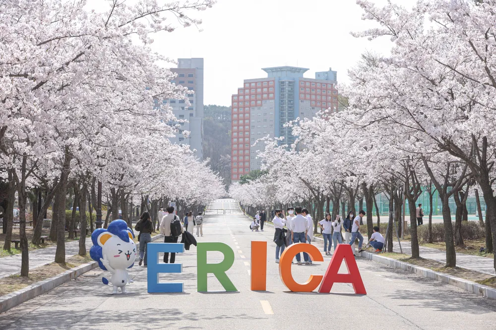 한양대학교 ERICA (안산): 디자인적 선과 면이 살아있는 캠퍼스 벚꽃