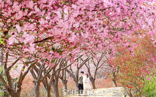 전주 완산칠봉 꽃동산-전북일보