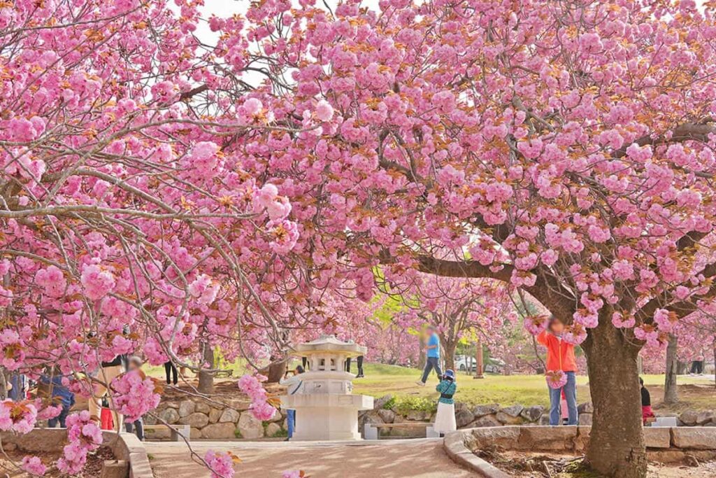 경주 불국사 겹벚꽃 / 사진=경주문화관광